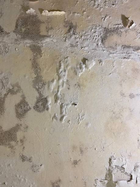 Attic Mold Removal in Runaway Bay, TX